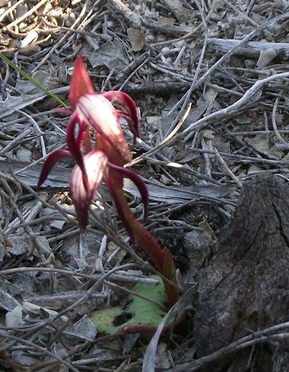 Pyrorchis  - Red beaked orchid-DSCF5462.JPG